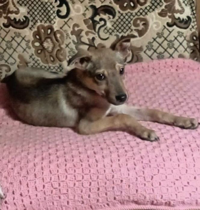 Подаруйте собачій дитинці родину!