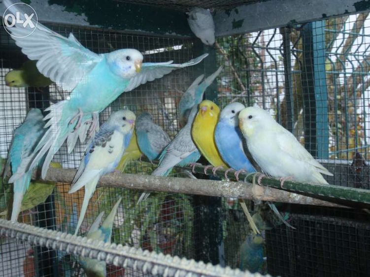 Periquitos Australianos