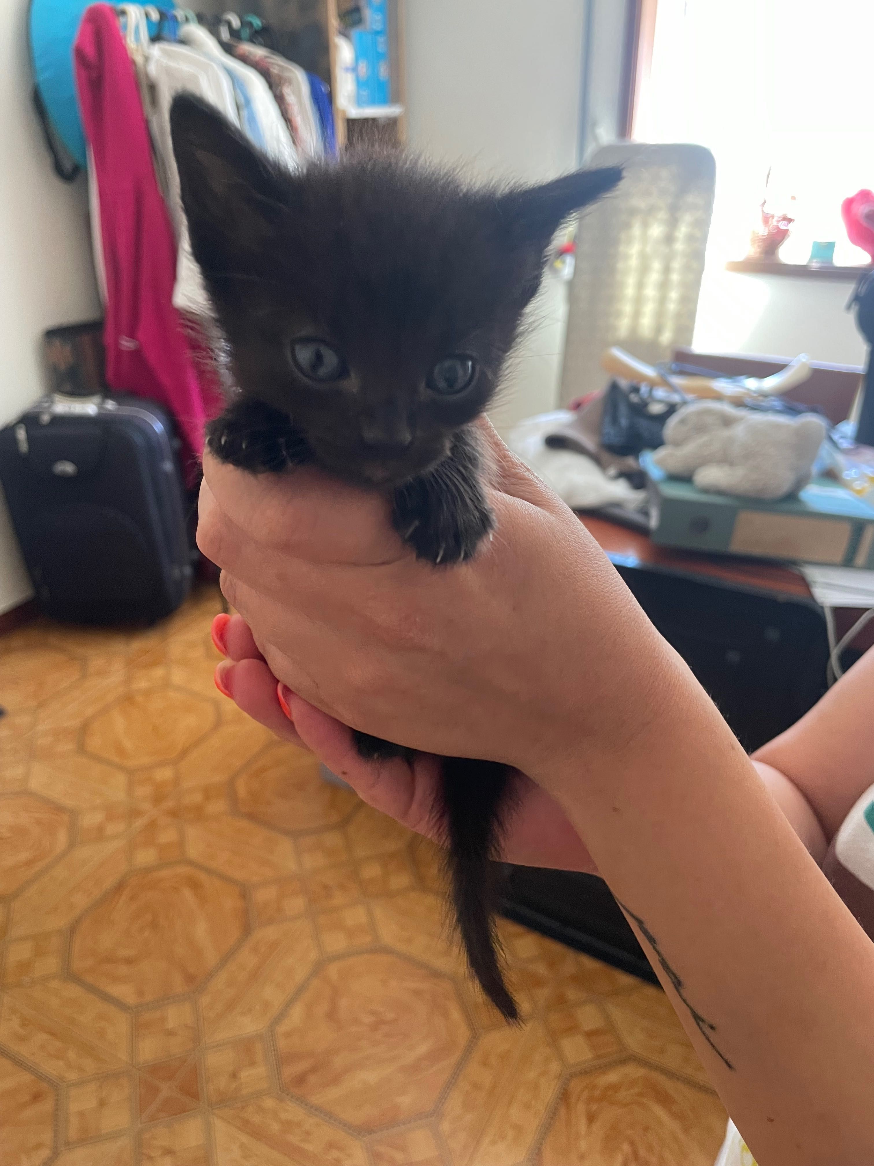 Gatos bebés para adoção urgente