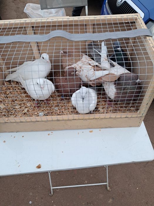 Sprzedam gołębie
