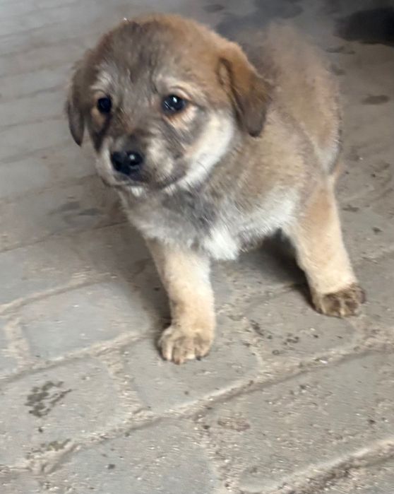 Suczka matka mieszaniec labrador owczarek niemiecki