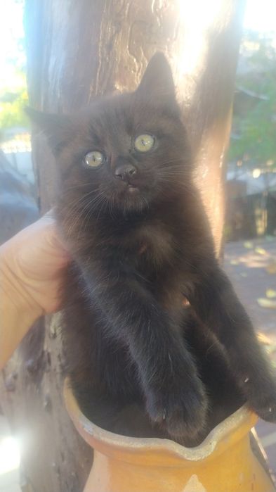 Чорна кішечка-оберіг  2місяці