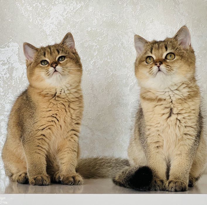 Британська золота шиншилла