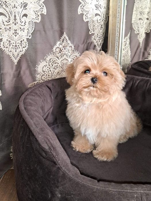 Maltipoo mini Мальчик