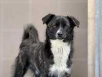 Orzech do adopcji!