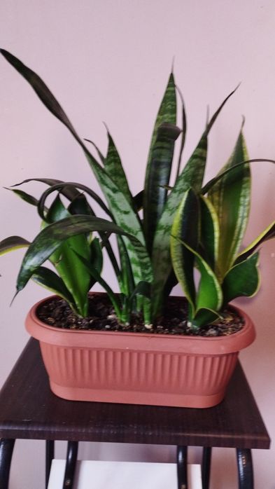 Продам сансевьерию