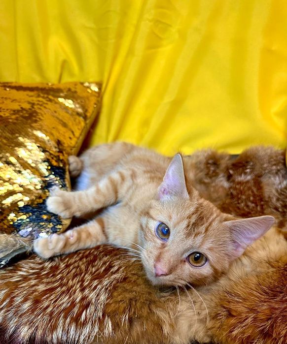 Рыжий котенок 7 месяцев