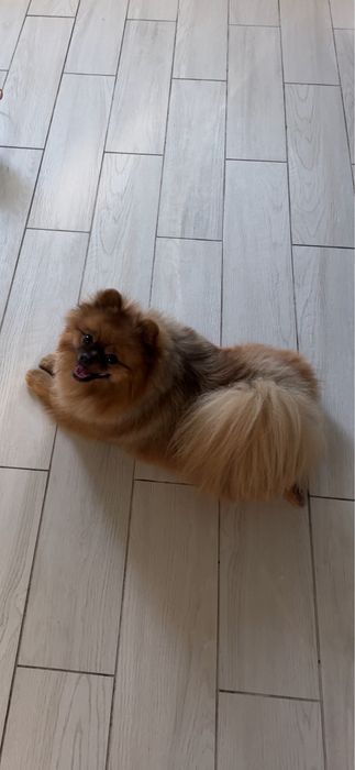 Померанский шпиц. Кобель. Вязка