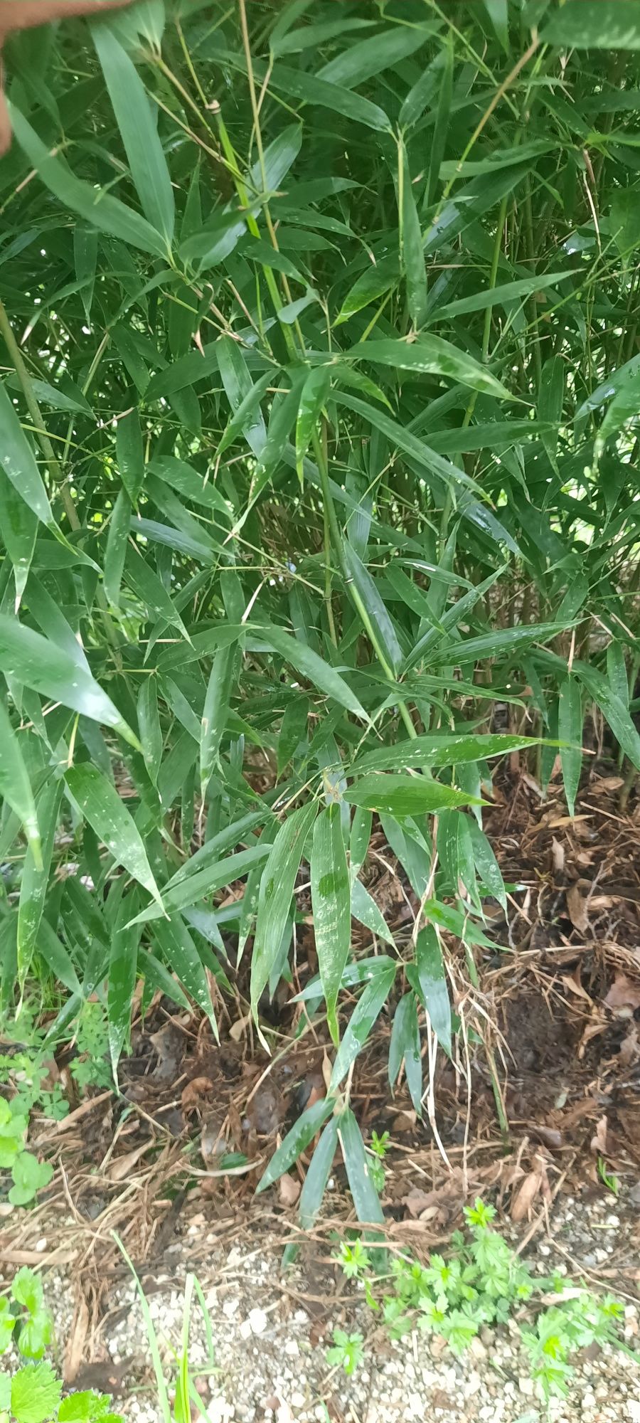 Bambu Phyllostachys nigra henonis