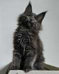 Maine Coon cudne małe tygryski
