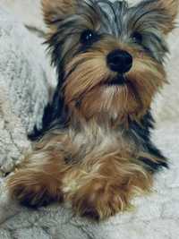 York Yorkshire Terrier Cudowna Suczka Gotowa do odbioru