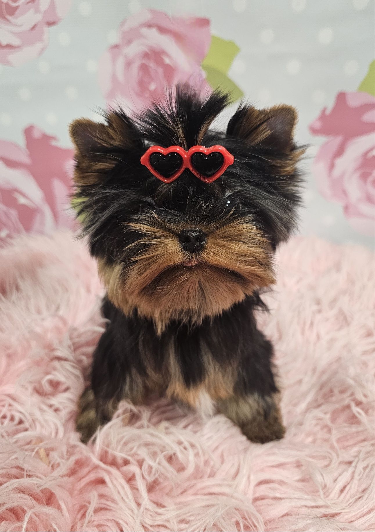 York yorki piesek mini xxs  zkwp fci