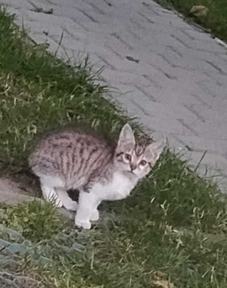 Mała kotka do adopcji