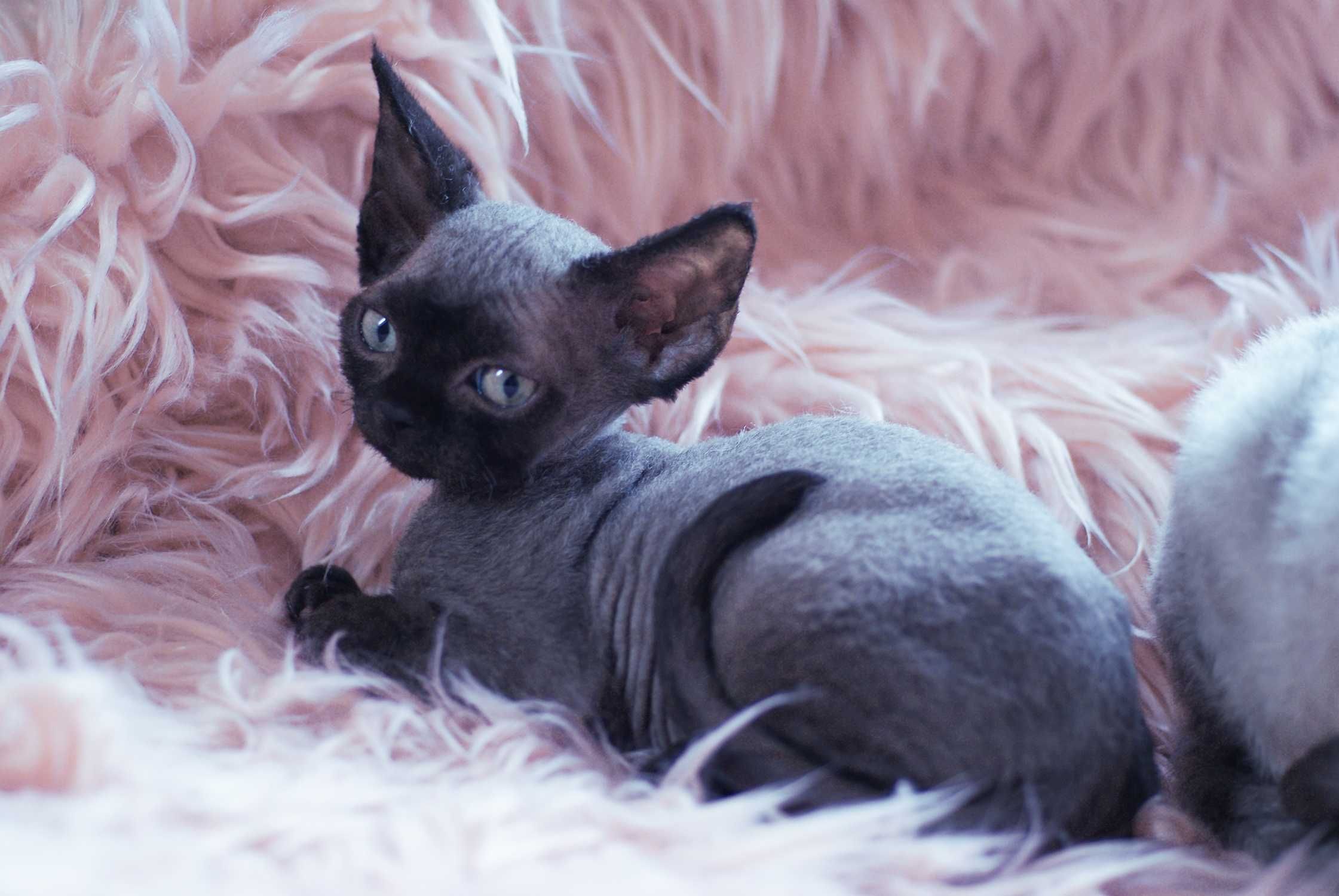 Niebieski point Devon Rex po championie