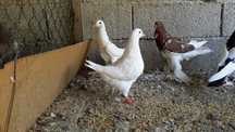 Pombas Brancas & Rolas Brancas
