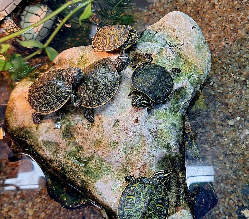 Akwarium aquaterrarium 80cm dla żółwia wodno lądowego.