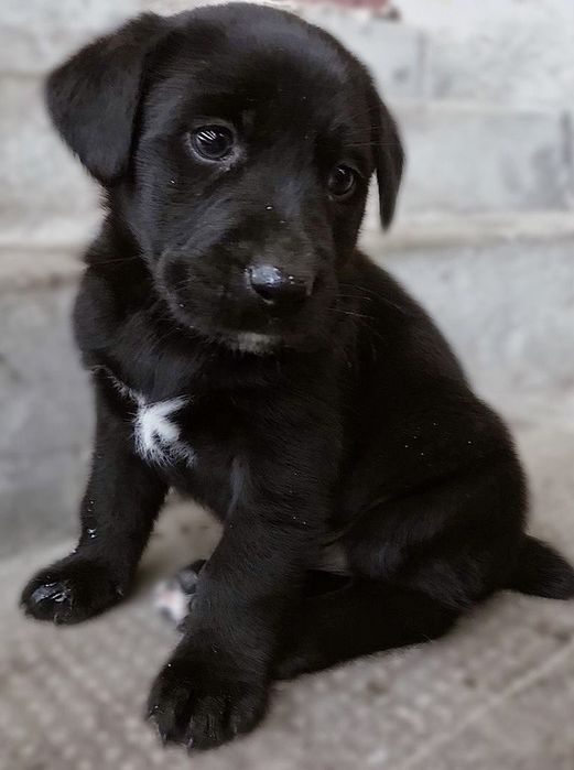 Лабралор щенки мадтчики девочки