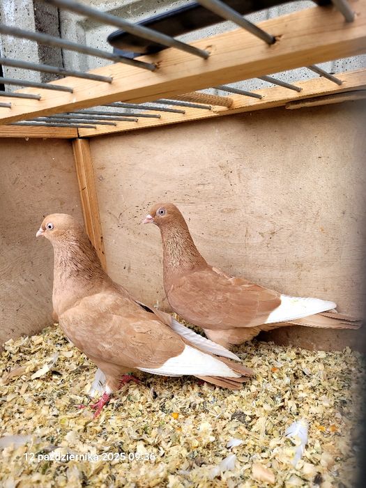 Gołębie budapeszty, deresze, ciaposze