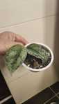 Scindapsus Silver Lady