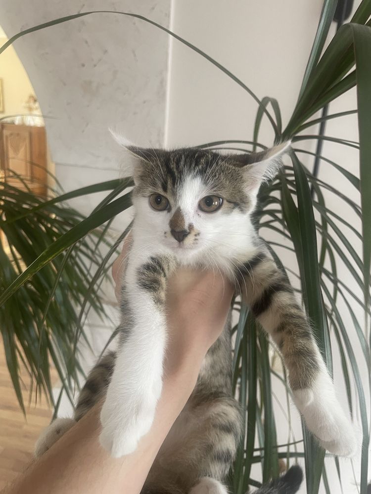 Кошенята, безплатно