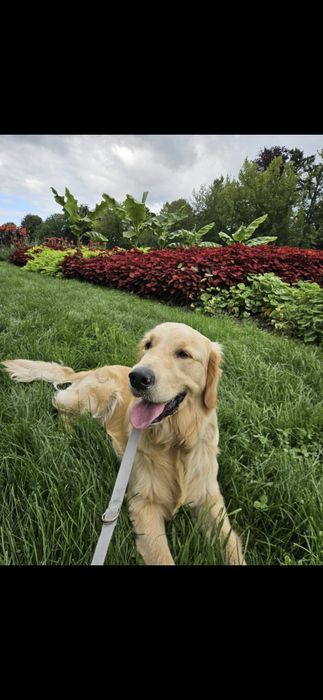 Roczny Piesek Golden Retriver