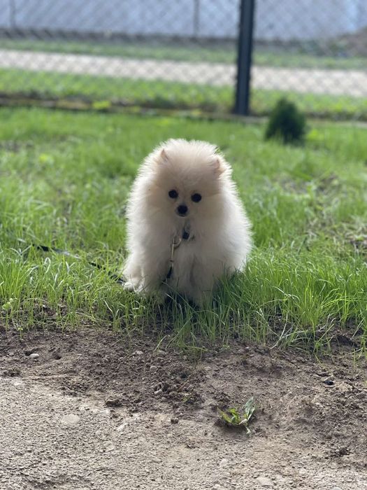 Собачка порода Шпіц 4 місяці дві прививки є.