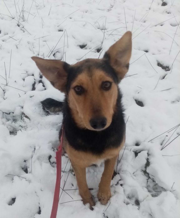 Mądra, łagodna, kochająca Mrówcia