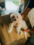 Bichon Maltes espetacular