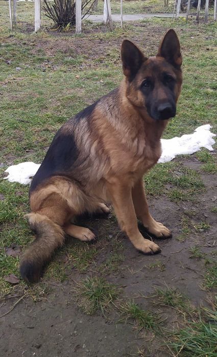 Цуценята німецької вівчарки. 2 дівчинки.