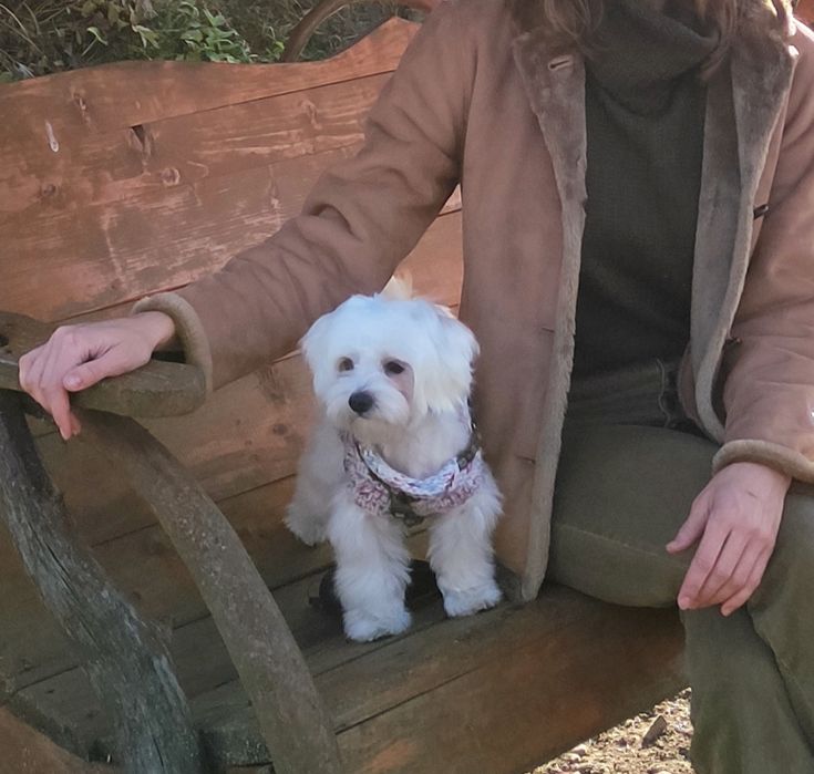 В'язка   Мальтез