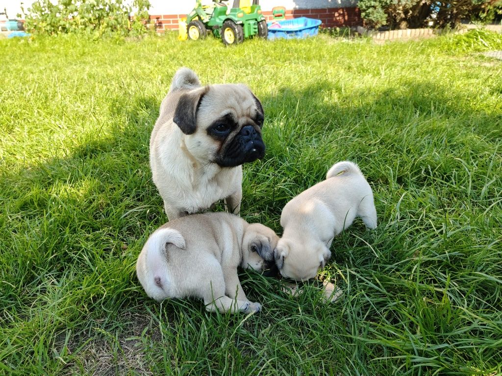 Mops szczeniak z rodowodem, rasowy