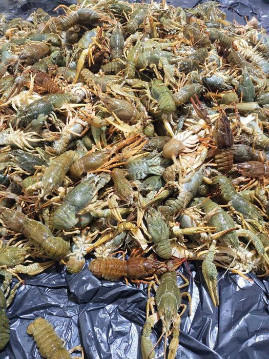 Продаємо свіжого рака 50-70 грамів