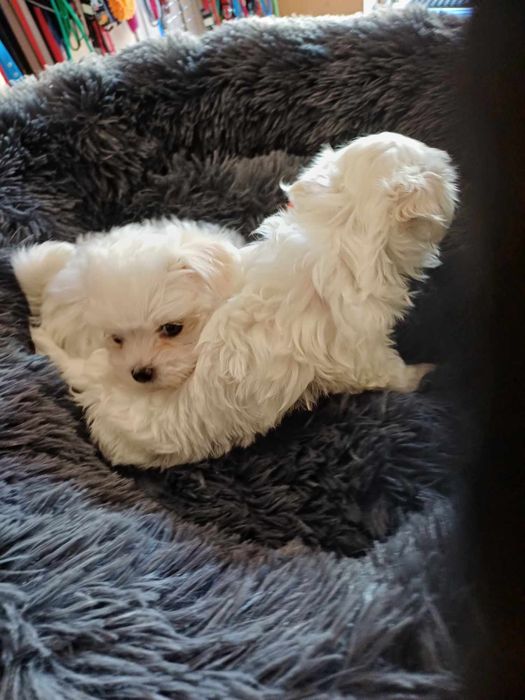 Maltanczyk śliczny piesek