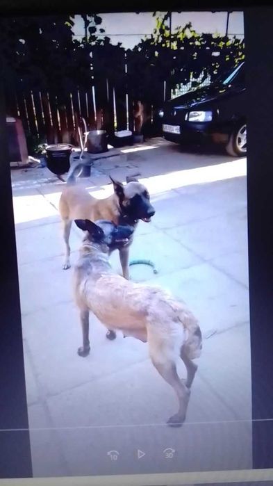 Бельгійська вівчарка малінуа.