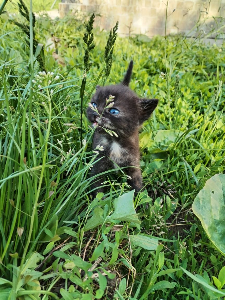Кошеня шукає  родину