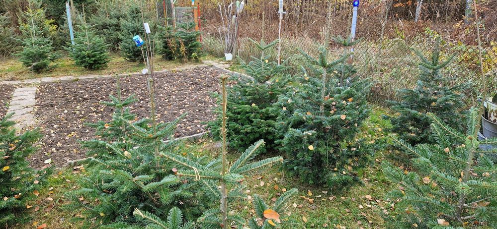 Jodla kaukaska Częstochowa