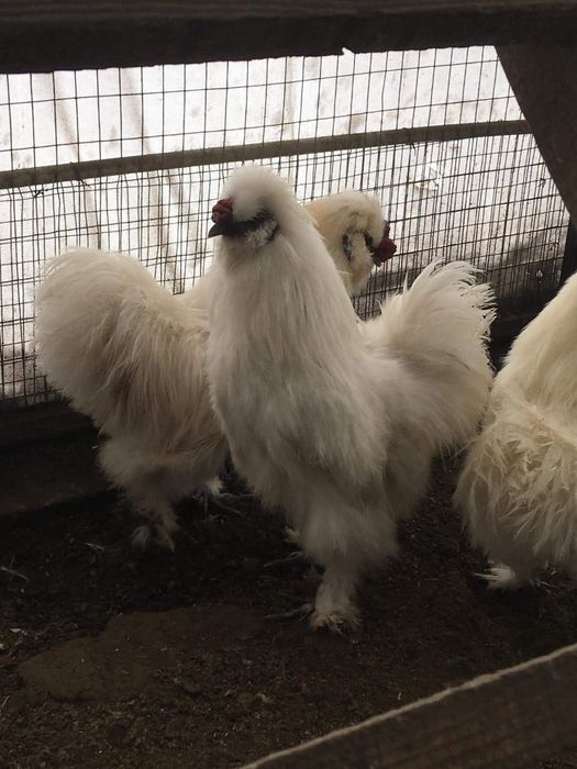 Куры пуховые ,китайская шелковая