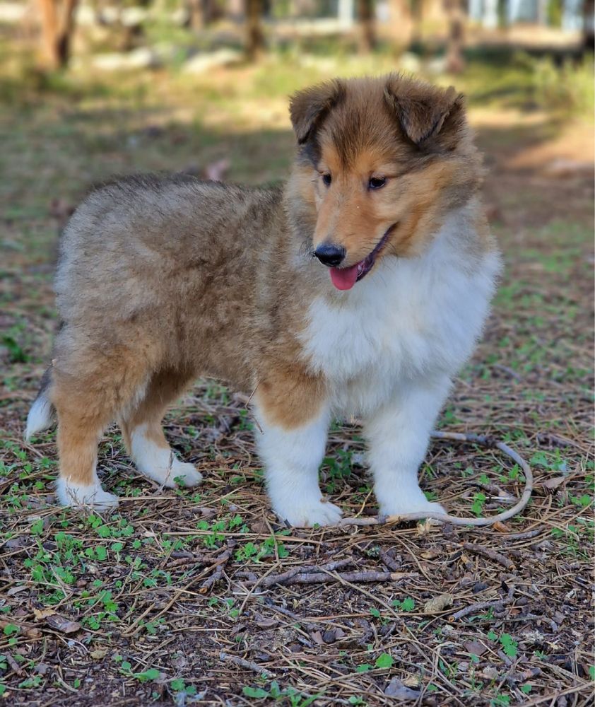 Rough collie macho fulvo testado ADN excelente qualidade