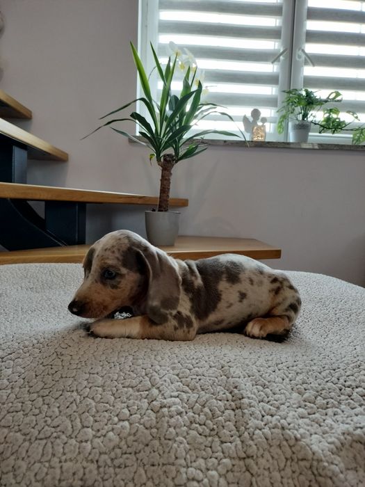 Sprzedam pieska (chłopca) Jamnik Krótkowłosy Standardowy Merle