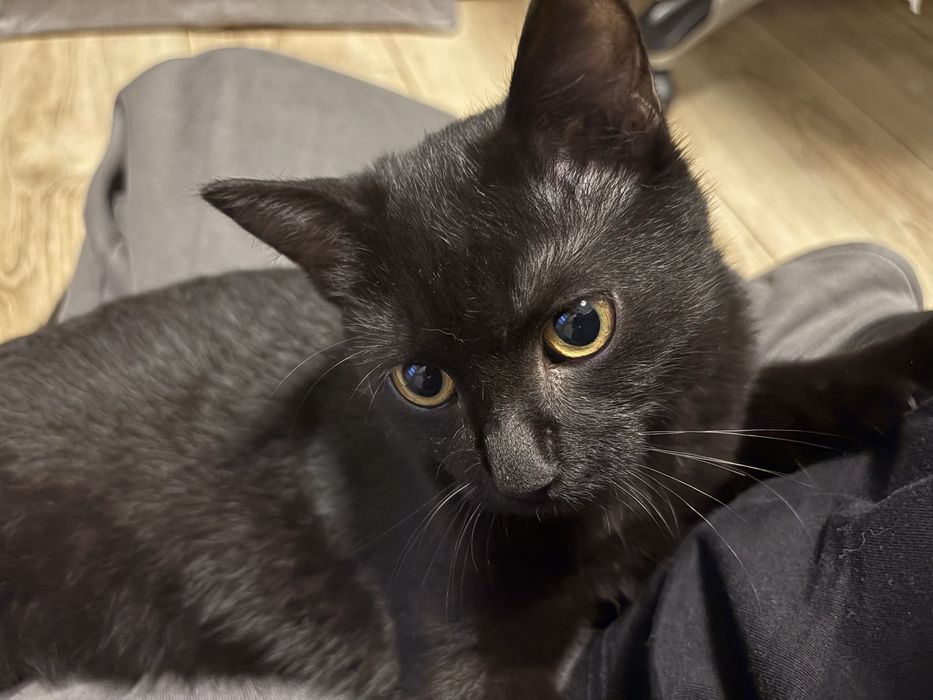 Oddam kota 6 miesięcy