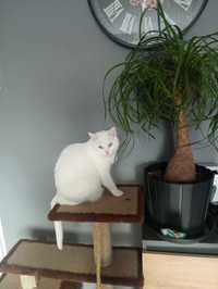 Biała kotka do adopcji