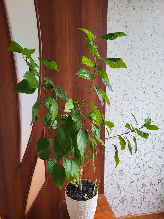 Шефлера, Гибискус махровый