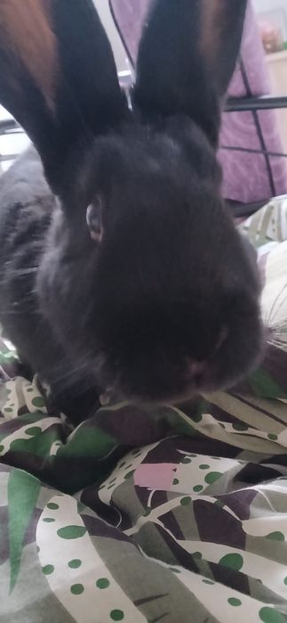 Oddam królika samiczkę