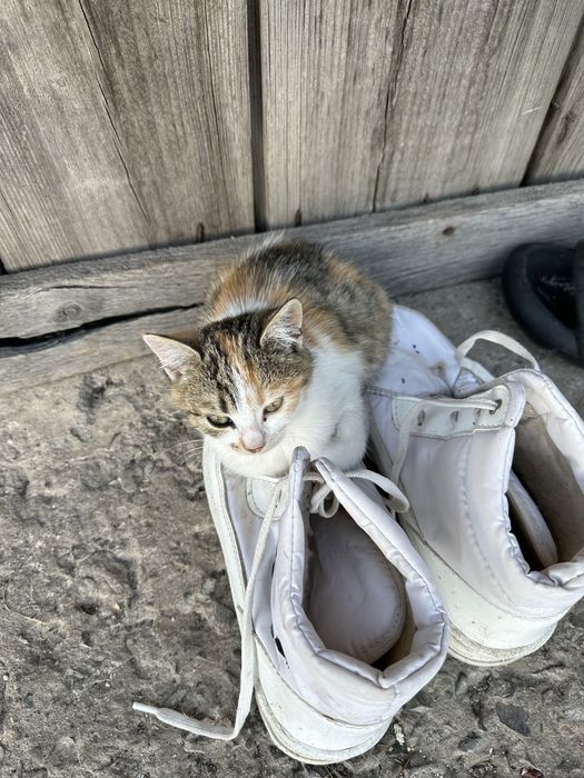 В добрі руки  котиків