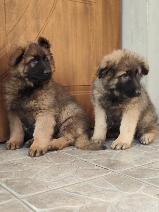 Owczarek niemiecki długowłosy suczka