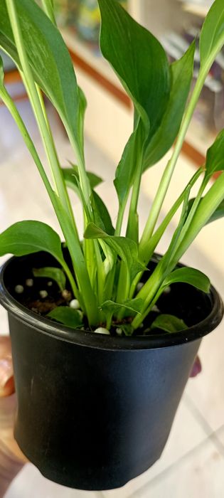 Спатифілум (жіноче щастя)