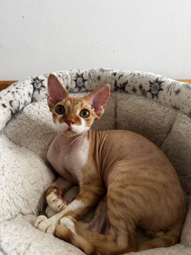 Piekny kocurek Devon Rex Funio