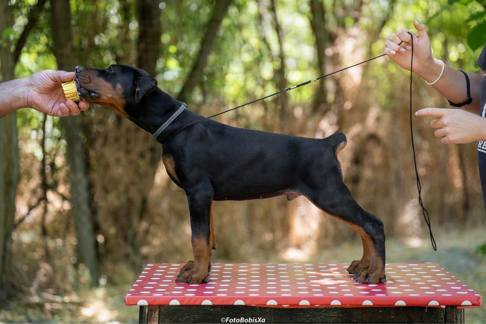 Potężny szczeniak doberman