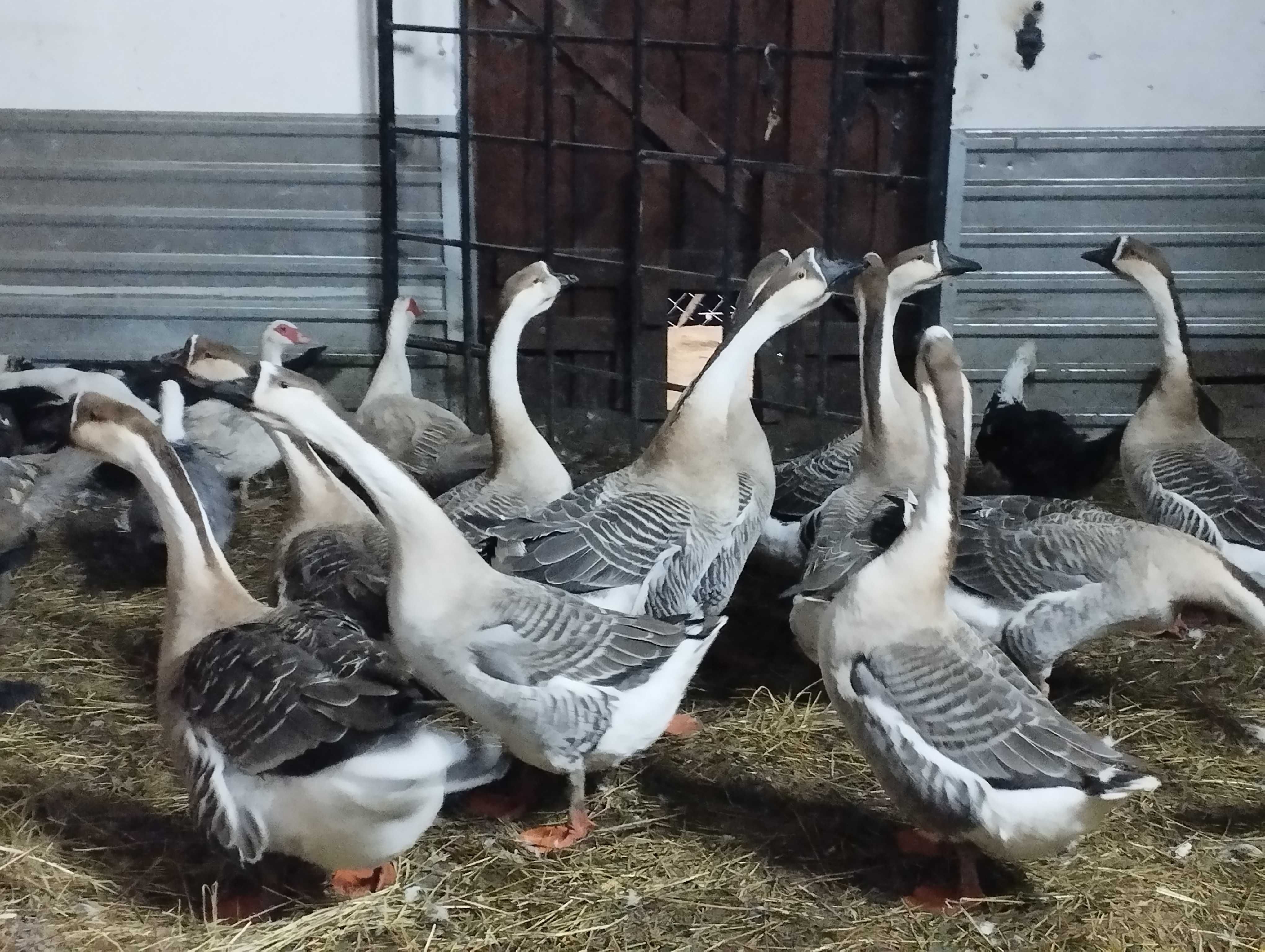 jaja lęgowe gęsi kubańskiej garbonosej jajka gęsie