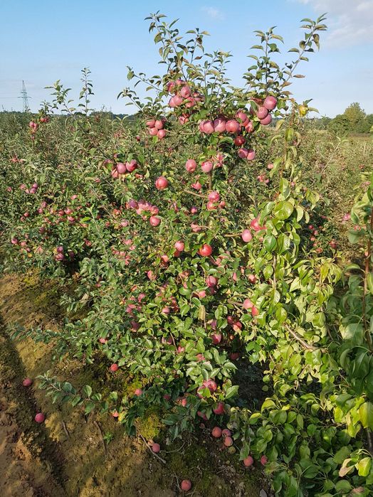 Świeże jabłka deserowe i gruszki prosto z sadu – Golden, Florina